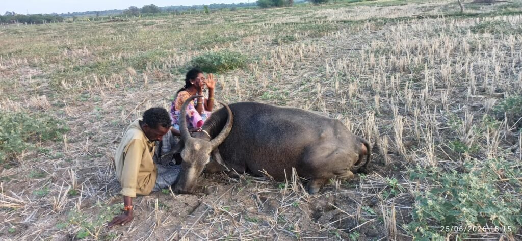 విద్యుత్ ఘాతంతో పాడిగేదె మృతి,ఆదుకోవాలని పేద రైతు ఆవేదన.